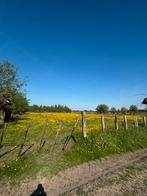 Paarden weide tehuur, Dieren en Toebehoren