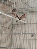 Chardonnerets petite taille 2025, Femelle