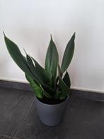 Sansevieria met pot, Huis en Inrichting, Ophalen, Vetplant, Halfschaduw, In pot