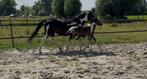 Pony hengsten veulen te koop, Dieren en Toebehoren, Paarden, Springpaard, Minder dan 160 cm, Gechipt, 0 tot 2 jaar