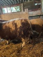 Volle baggerbonte ooi te koop!, Dieren en Toebehoren, Vrouwelijk, Schaap