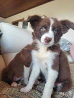 Border Collie pups teefje vrij na niet naleven afspraak, België, Fokker | Hobbymatig, CDV (hondenziekte), 8 tot 15 weken