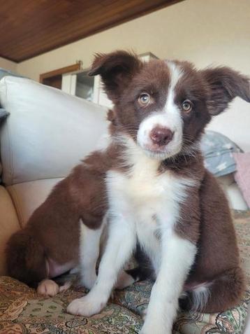 Border Collie pups teefje vrij na niet naleven afspraak  beschikbaar voor biedingen