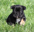 Franse Bulldog pup Black & tan, Dieren en Toebehoren, Honden | Bulldogs, Pinschers en Molossers, België, Reu, CDV (hondenziekte)
