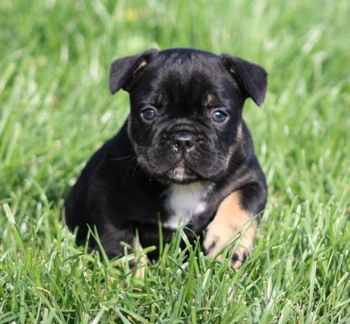 Franse Bulldog pup Black & tan, Dieren en Toebehoren, Honden | Bulldogs, Pinschers en Molossers, Reu, Bulldog, Fokker | Professioneel