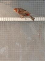 Kanarie man van 24, Dieren en Toebehoren, Vogels | Kanaries