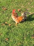 Sierhaan kriel, Dieren en Toebehoren, Pluimvee, Mannelijk, Kip