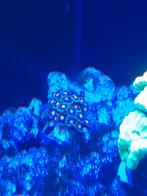 Zoanthus button koraal, Animaux & Accessoires, Poissons | Poissons d'aquarium