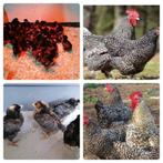 nouveau-nés de poulets à griller à partir du 27 mai kabir, c, Sexe inconnu, Poule ou poulet