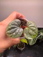 Anthurium luxurians, Huis en Inrichting, Kamerplanten, Ophalen of Verzenden