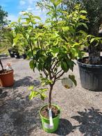 Citrus  - Bergamot, Ophalen