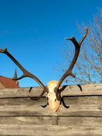 Schedel gewei hert groot, Ophalen