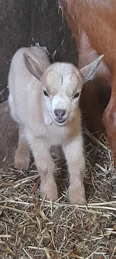 Zeer tamme lammetjes, Dieren en Toebehoren, Schapen, Geiten en Varkens, Geit, Meerdere dieren, 0 tot 2 jaar