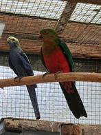 Koning parkiet man 2024, Dieren en Toebehoren, Vogels | Parkieten en Papegaaien, Parkiet