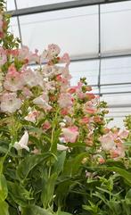Penstemon Hartwegii Appleblossom P17, Tuin en Terras, Ophalen, Zomer, Vaste plant