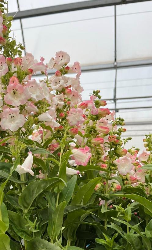 Penstemon Hartwegii Appleblossom P17, Tuin en Terras, Planten | Tuinplanten, Vaste plant, Zomer, Ophalen