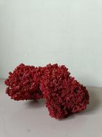 Tubipora Musica  Red Coral, Fossile, Enlèvement