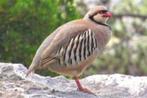 2 koppels indische steenpatrijzen in choco kleur, Meerdere dieren, Geringd, Wildzangvogel