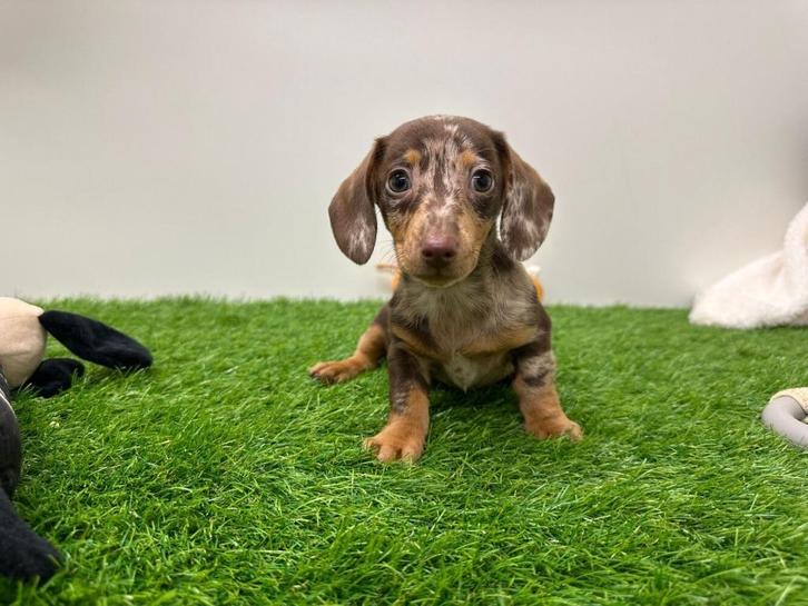 Mini Teckel pups, Dieren en Toebehoren, Honden | Teckels en Dashonden, Meerdere dieren, Korthaar, Dwerg, Fokker | Professioneel