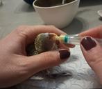 Verstoten vogeltjes voeden