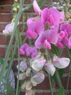 Lathyrus latifolius "Pearl Mix" zaden, Verzenden, Zaad