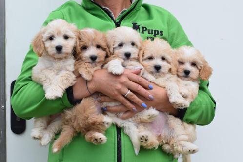 Maltipoo pups jong nestjen, Dieren en Toebehoren, Honden | Chihuahua's en Gezelschapshonden, Meerdere dieren, Overige rassen, Fokker | Professioneel