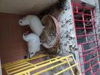Witte reisduiven