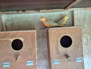 Roodrugparkiet, Plusieurs animaux, Perruche, Bagué
