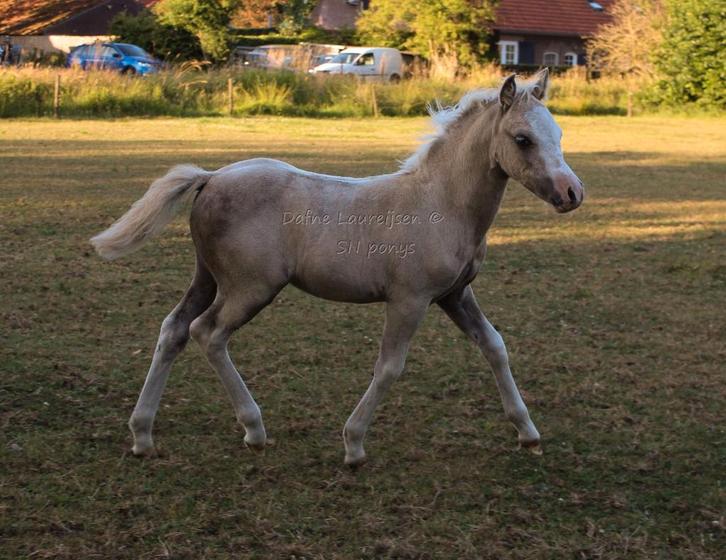 Welsh palomino merrie veulen 🩷, Dieren en Toebehoren, Pony's, Merrie, Onbeleerd, A pony (tot 1.17m), 0 tot 2 jaar, Met stamboom
