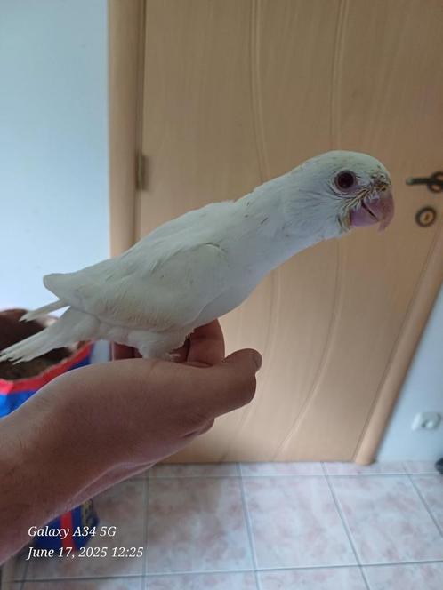 Superhandtamme halsband parkieten: bijna zelfstandig, Dieren en Toebehoren, Vogels | Parkieten en Papegaaien, Parkiet, Tam, Geringd