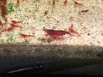 Bloody Mary neocaridina garnalen, Dieren en Toebehoren, Vissen | Aquariumvissen