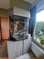 Terrarium met kast, Dieren en Toebehoren, Reptielen en Amfibieën | Toebehoren, Ophalen, Gebruikt, Terrarium of Paludarium