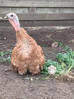 Rode Ardennen hen met kuikens