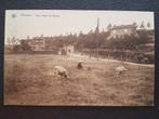 Postkaart Barvaux Vieux chemin de Durbuy ( schaap ), Verzamelen, Ophalen of Verzenden, 1920 tot 1940, Gelopen, Luxemburg