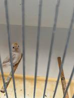 Barmsijs pop 2023, Dieren en Toebehoren