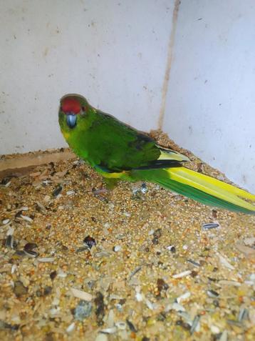 Mooie bonte jonge kakariki beschikbaar voor biedingen