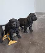 engelse cocker pups zwart, Dieren en Toebehoren, Honden | Retrievers, Spaniëls en Waterhonden, België, Reu, CDV (hondenziekte)