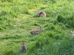 Kruising van steenkonijn en wilde konijn, Dieren en Toebehoren