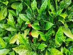 Aucuba Japonica Rozannie, Tuin en Terras, Planten | Tuinplanten, Halfschaduw, Vaste plant, Ophalen of Verzenden, Lente