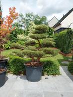 Pinus sylvester garden bonsai/niwaki., Tuin en Terras, Ophalen of Verzenden