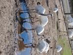 Witte nandoes, Meerdere dieren, Tropenvogel, Tam