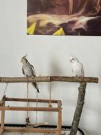 Titel:
2 Valkparkieten te koop (mannetje en vrouwtje) – Sche, Dieren en Toebehoren, Vogels | Parkieten en Papegaaien