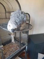 Grijze roodstaart met toebehoren., Mannelijk, Papegaai, Pratend