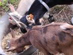 Bokjes, Dieren en Toebehoren, Pluimvee