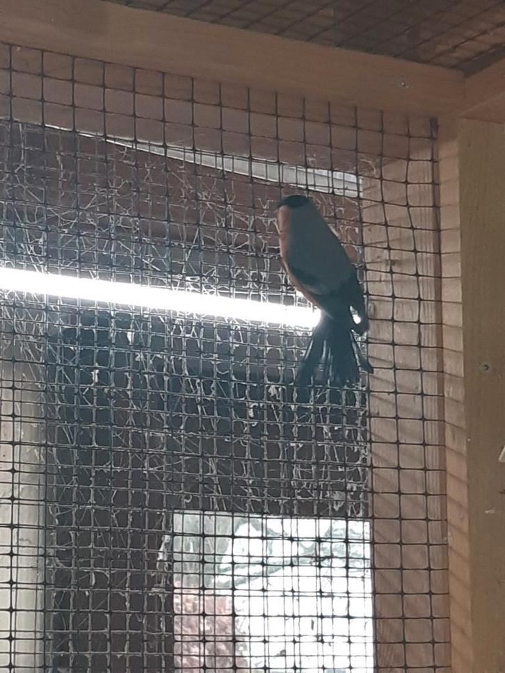 Kleine goudvink man, Animaux & Accessoires, Oiseaux | Perruches & Perroquets, Bagué