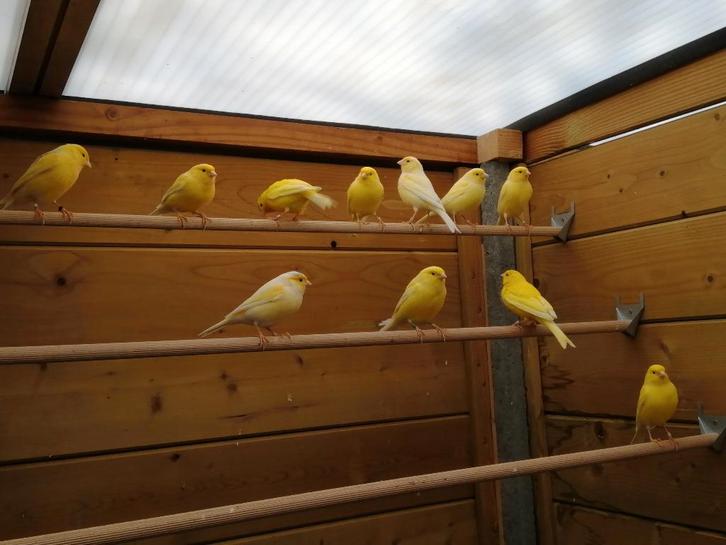 Forse , gele en groene kweekkoppels - winterhard !, Dieren en Toebehoren, Vogels | Kanaries