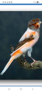 Portugese Harlequin gezocht en agaat opaal geel en opaal wit, Dieren en Toebehoren, Vogels | Kanaries, Meerdere dieren, Postuurkanarie