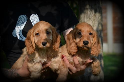pups Cockapoo abrikoos, Dieren en Toebehoren, Honden | Chihuahua's en Gezelschapshonden, Meerdere dieren, Poedel, Fokker | Professioneel