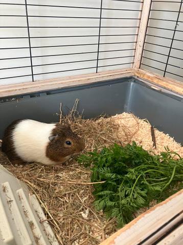 Cavia’s met hok, hooi en bodembedekkingen