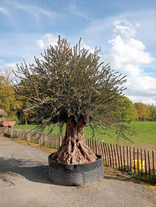 prachtige eeuwenoude olijfboom, Tuin en Terras, Planten | Bomen, Olijfboom, Ophalen